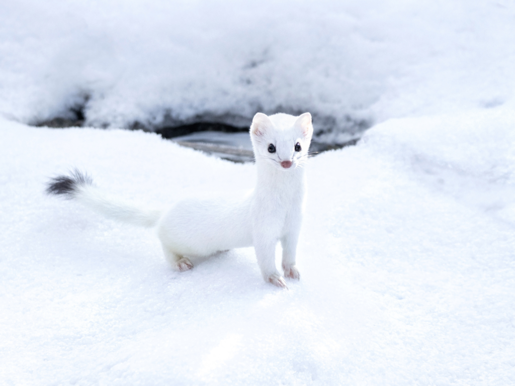 White Weasel