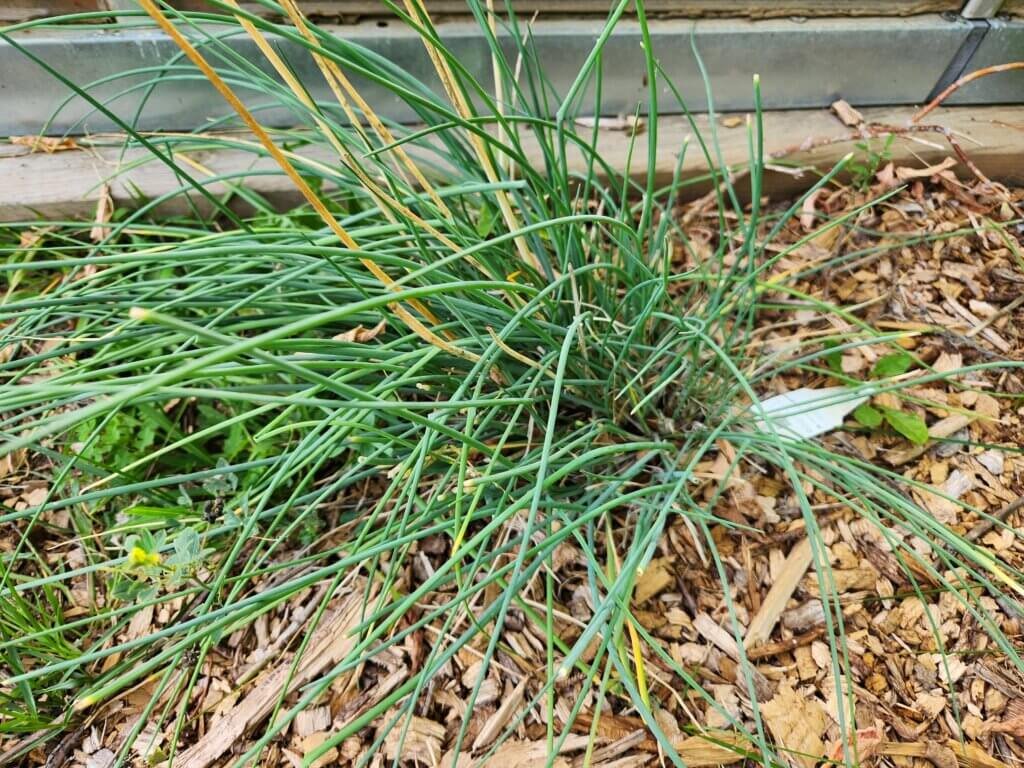 Chive Plant End of Summer