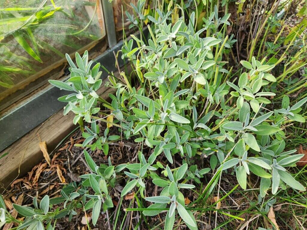 Healthy sage plant growing in a garden bed