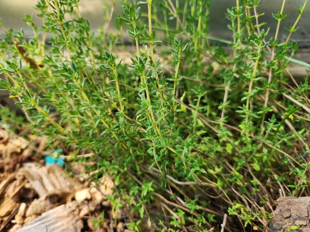 Thyme Plant Along Greenhouse Summer Growth