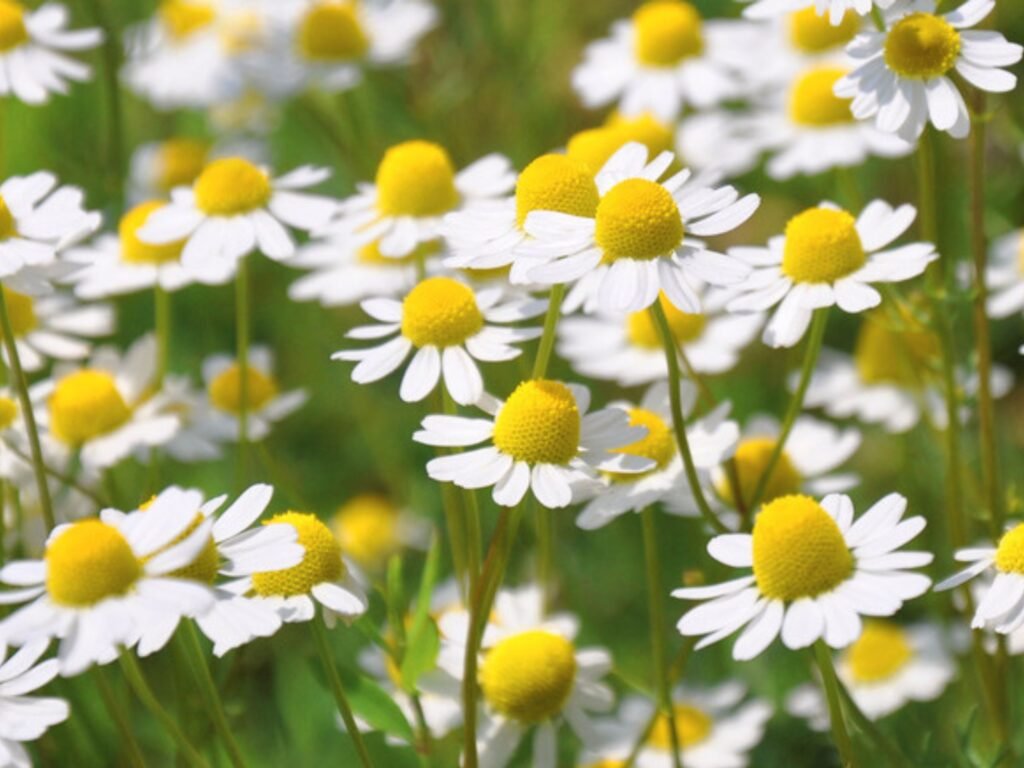 Chamomile Plant with Flowers