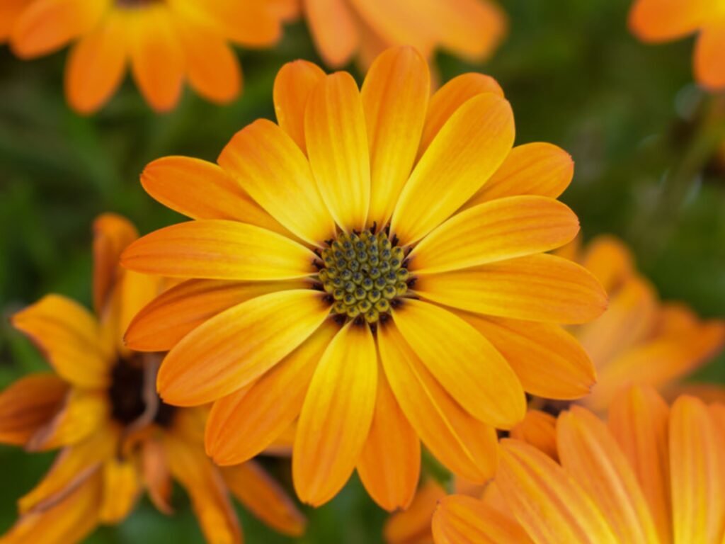 Calendula Flower