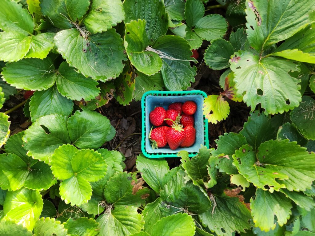 Strawberries in Garden