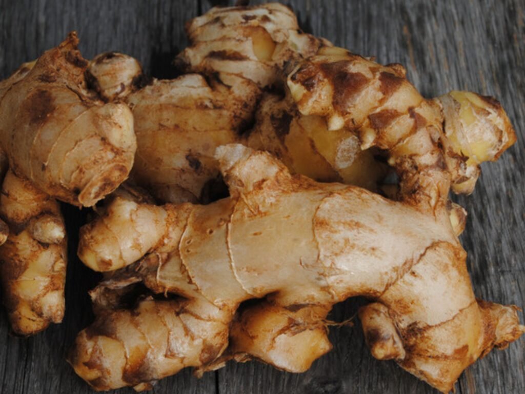 Ginger plant root