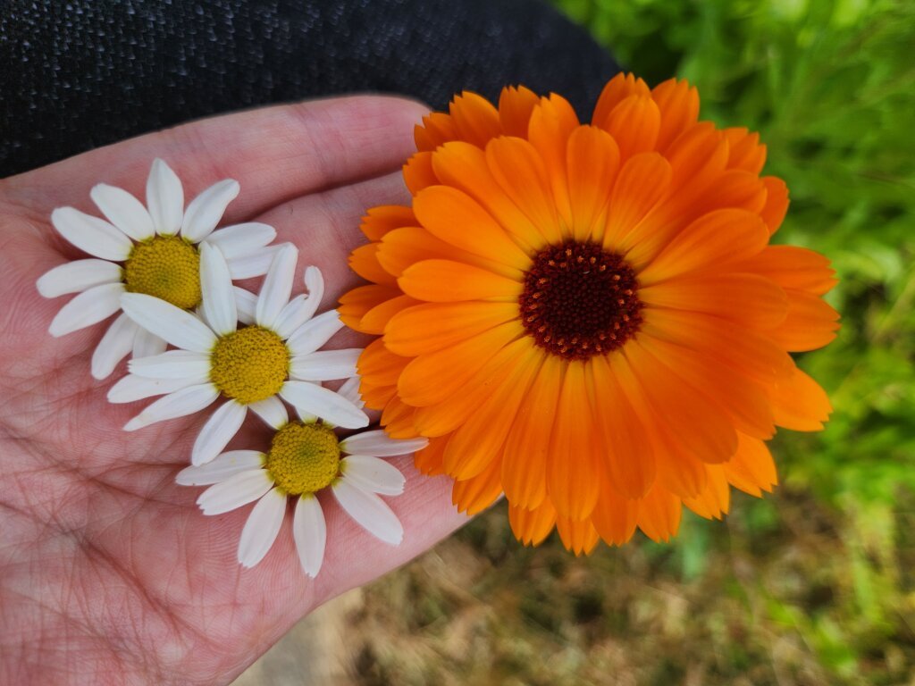 Calendula and Chamomile Flowers