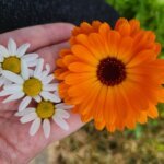 Calendula and Chamomile Flowers