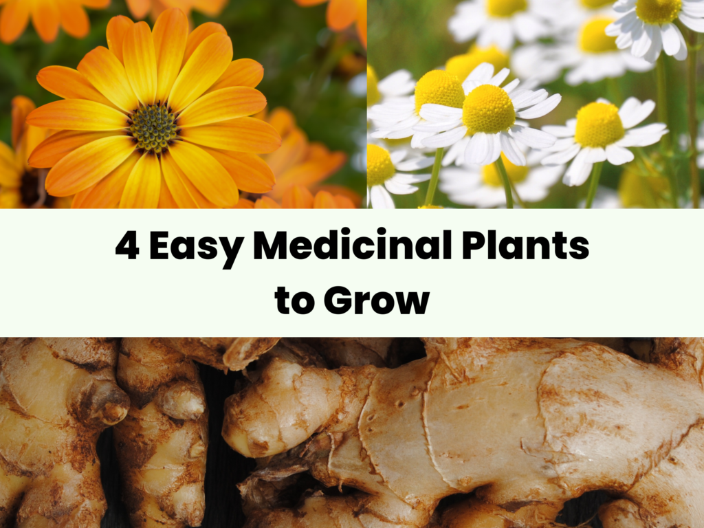 4 easy medicinal plants to grow cover image