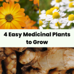 4 easy medicinal plants to grow cover image