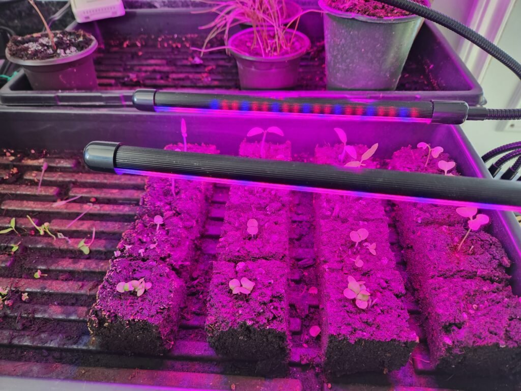 Tomato, Basil, and Kale Seedlings