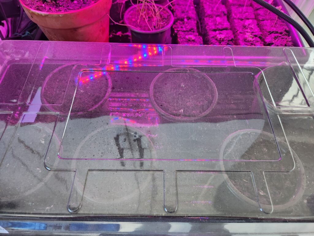 Finished Seed Starting