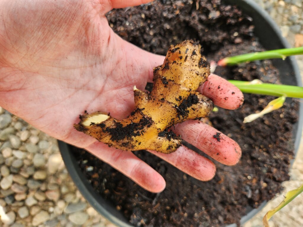 Freshly Harvested Ginger Root from Pot