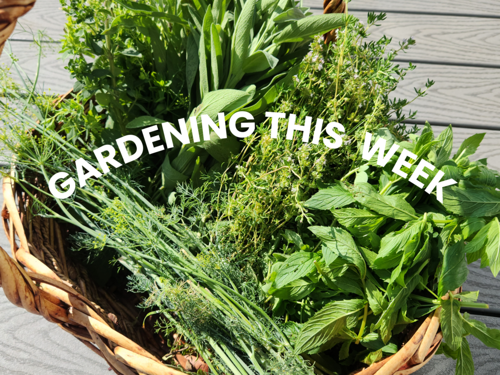 Gardening This Week Zone 5B DBS Farm Wilson