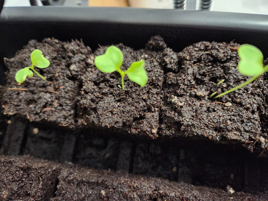 Kale Seedlings Emerging