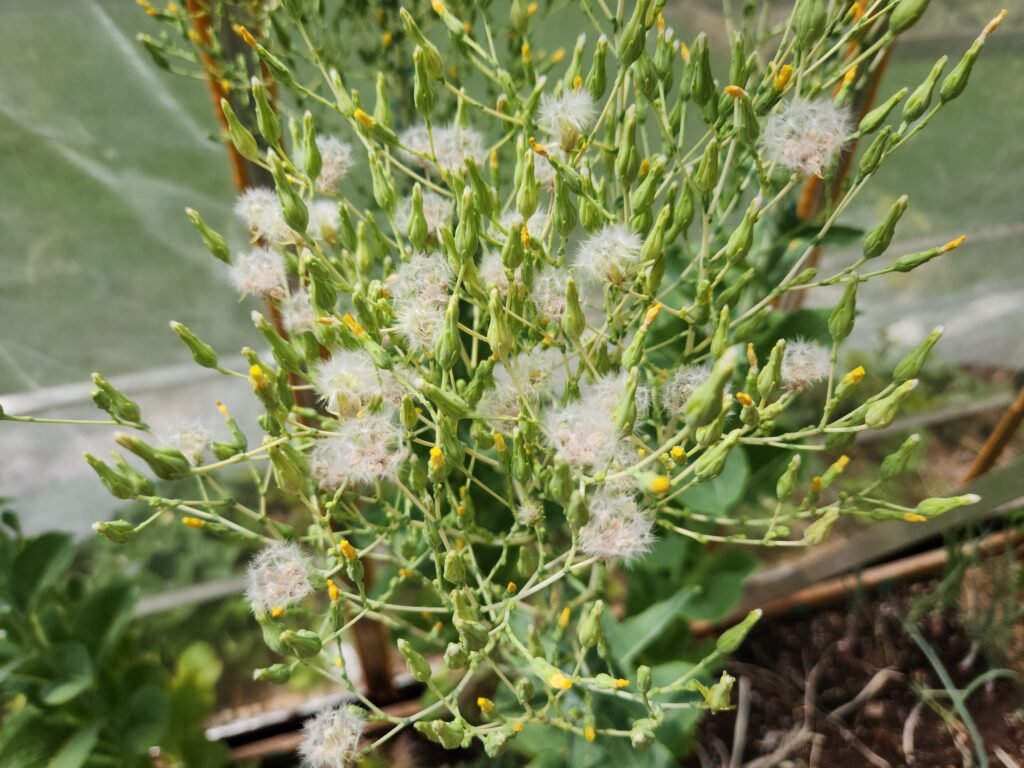 Lettuce Starting To Seed