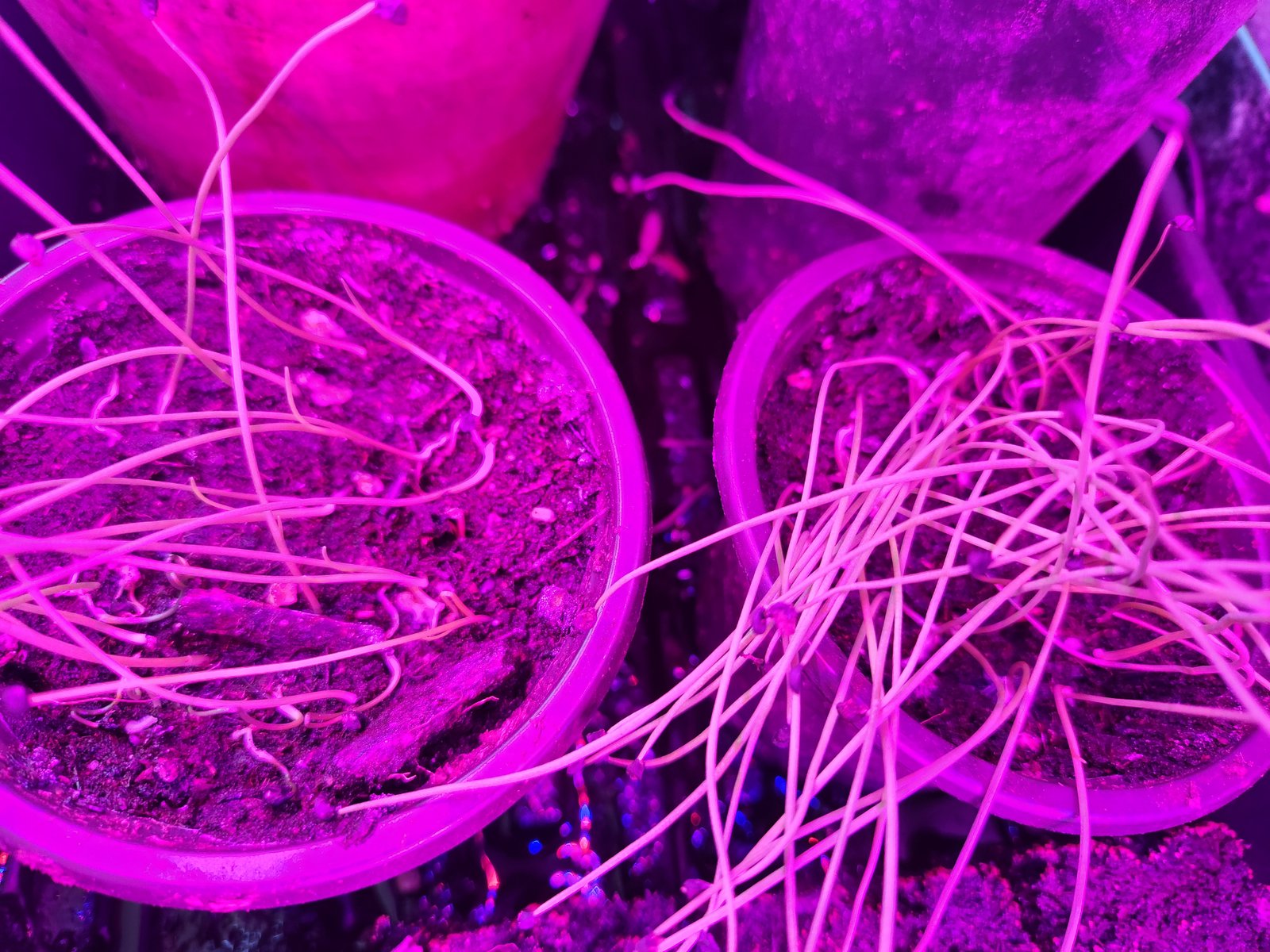Onions Seedlings