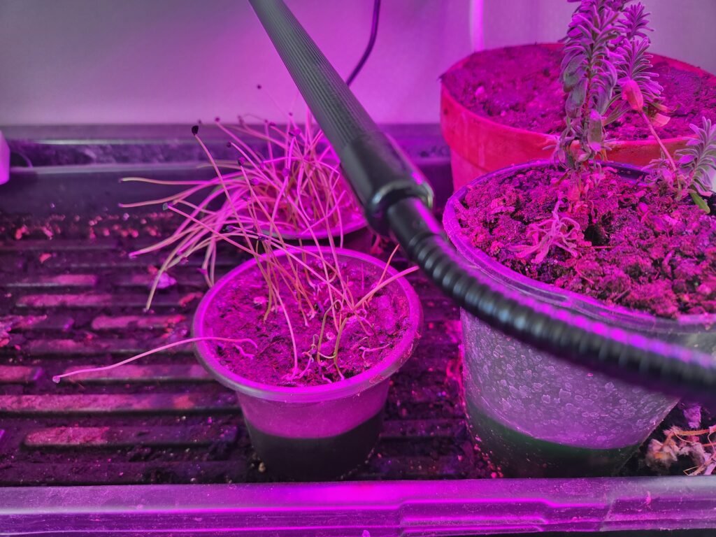 Onions and Lavender Seedlings