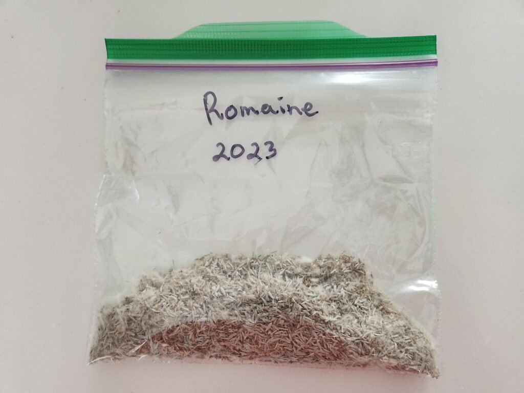 Storing dried lettuce seeds in Ziploc bag.