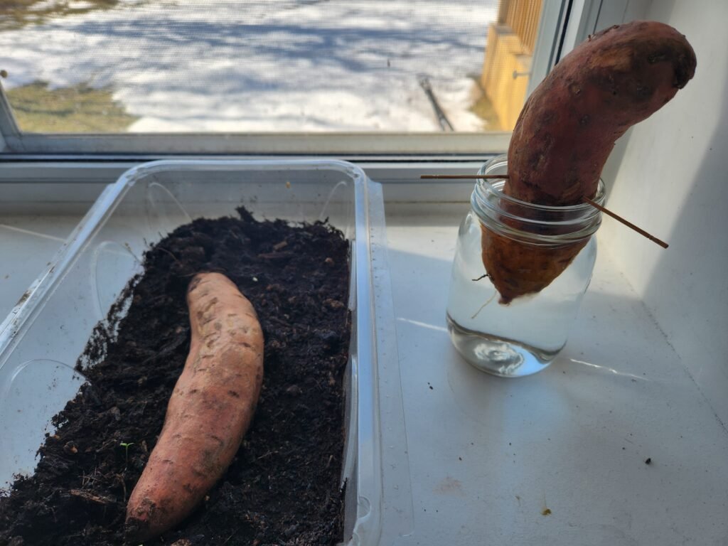 Starting Sweet Potatoes in soil and water.