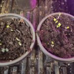 Basil Seedlings Emerging From Soil
