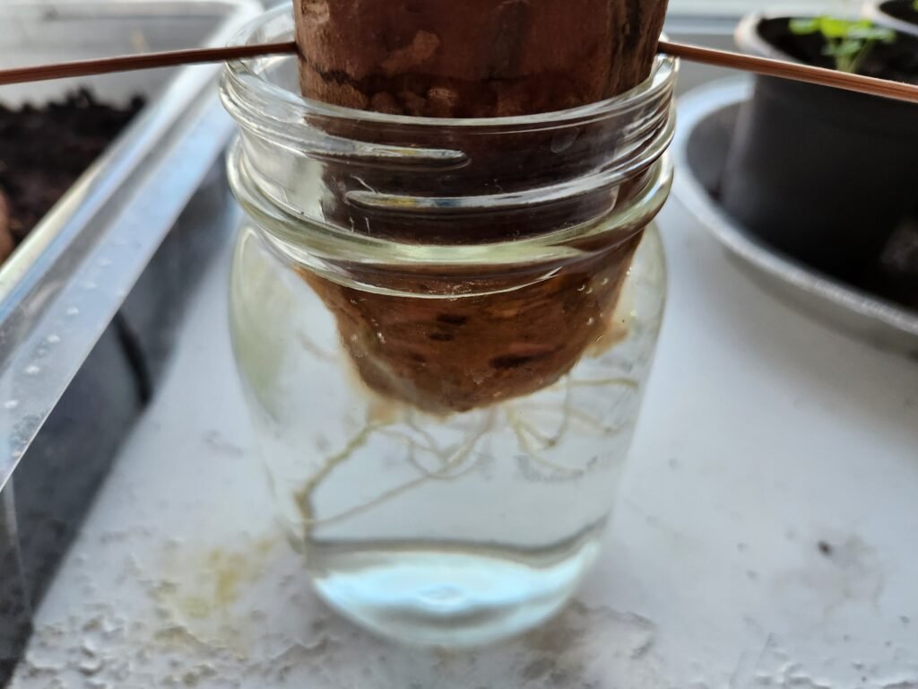 Sweet Potato In Water