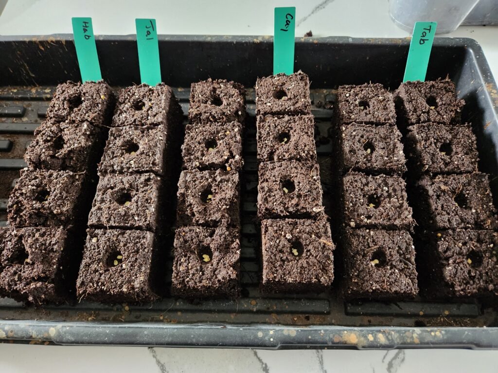 Soil Blocks For Pepper Seeds