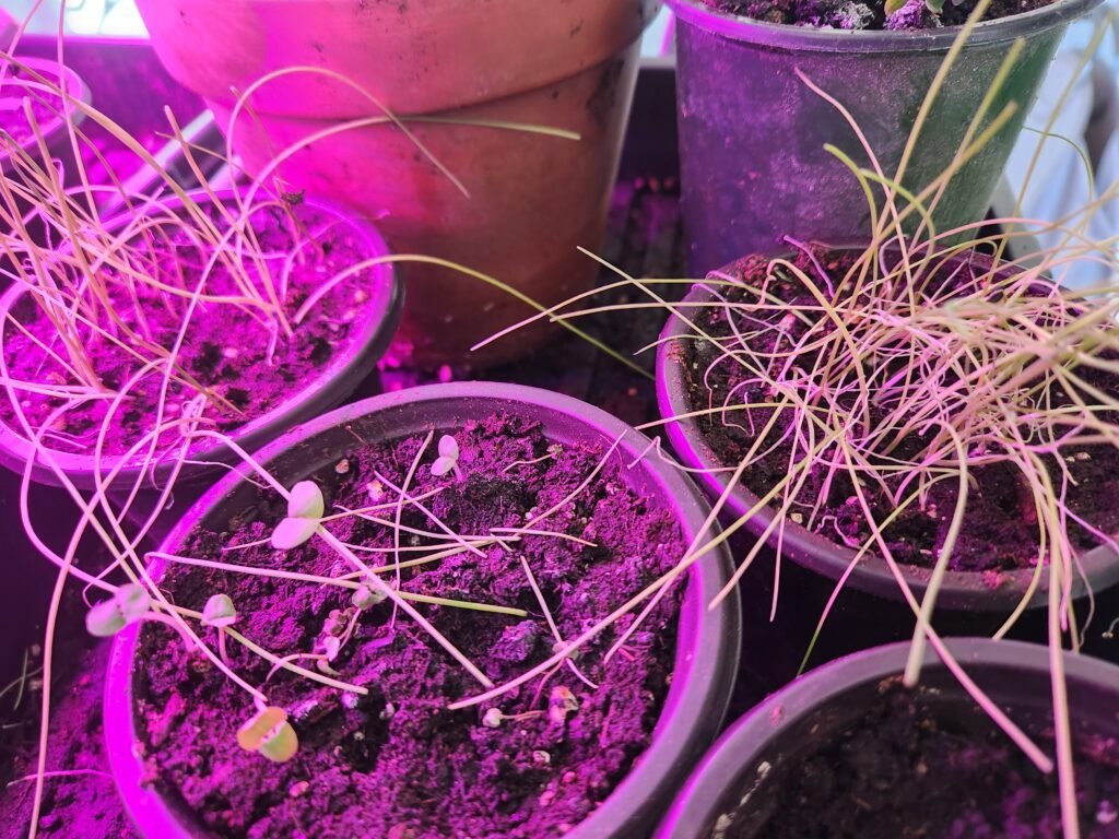 Onion Seedlings