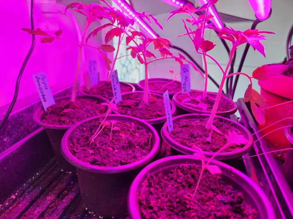 Tomato seedlings under a grow light.