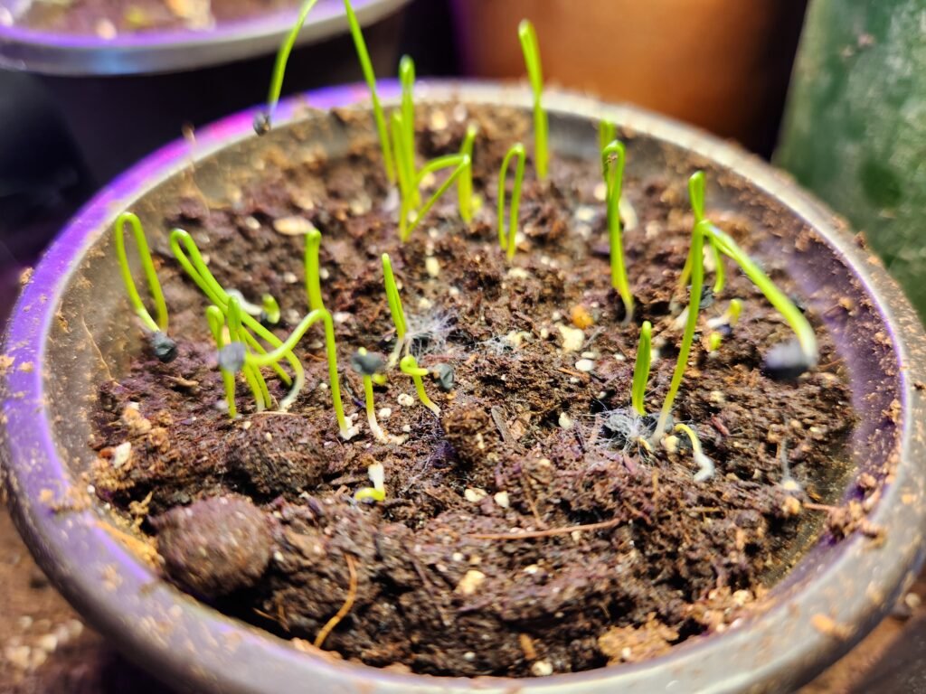 Onion Seedlings
