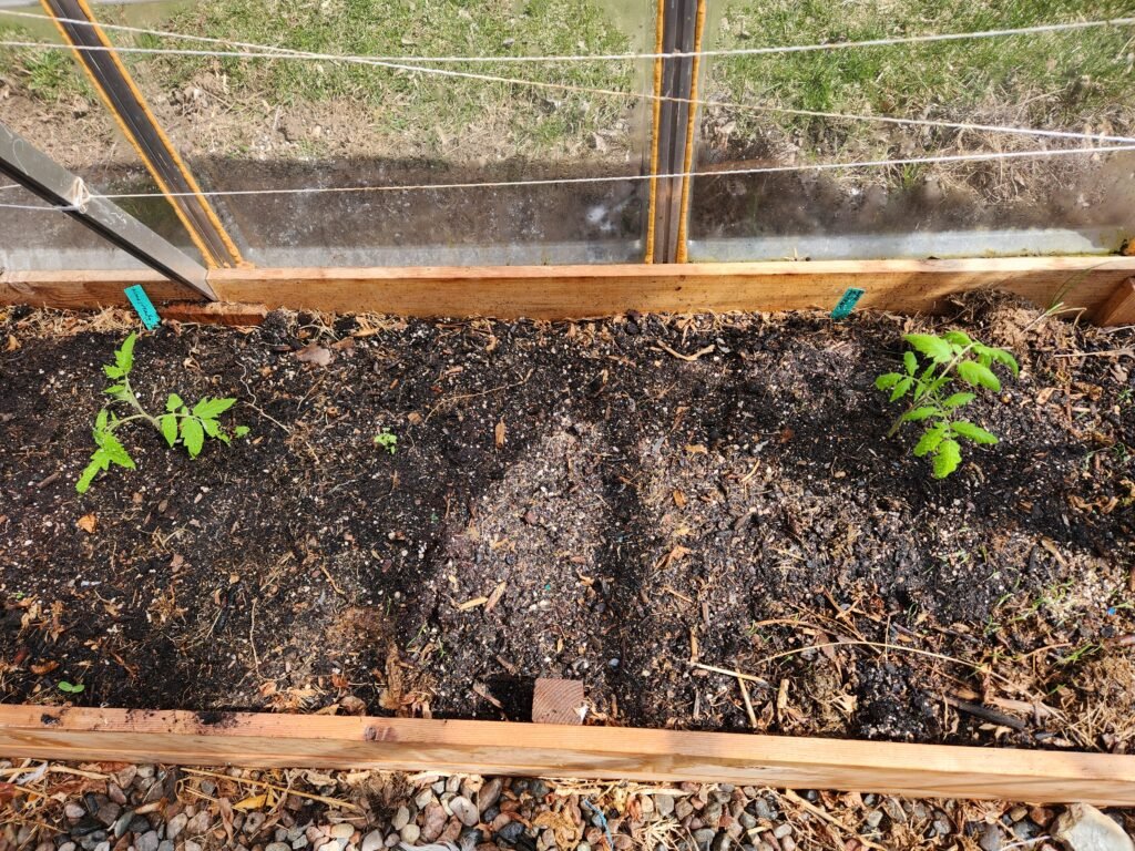 Tomatoes planted in a garden bed