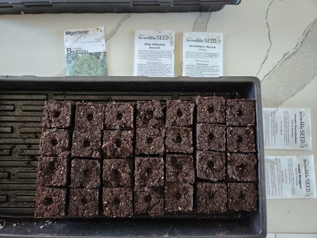 Starting broccoli, cabbage, and tomato seeds.