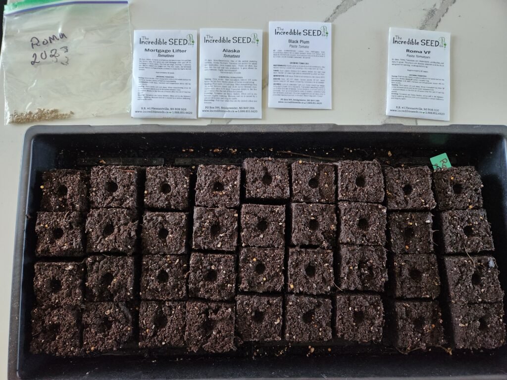 Starting tomato seeds in soil blocks
