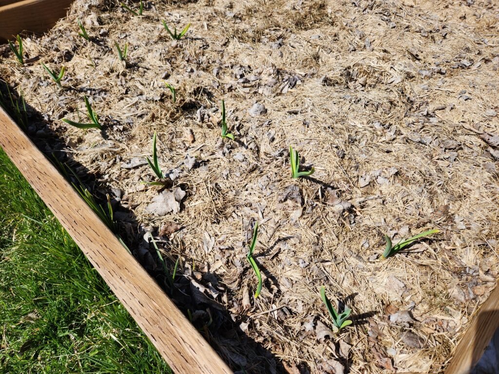 Garlic seedlings emerging from the soil.