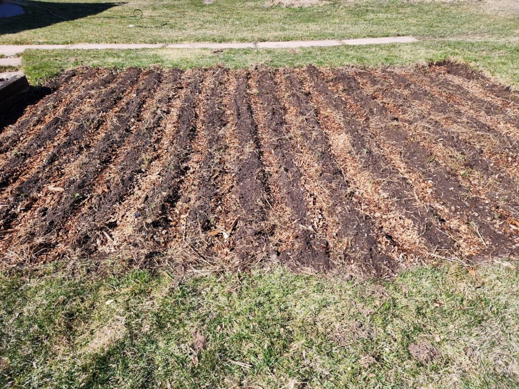 Planted wheat garden bed.