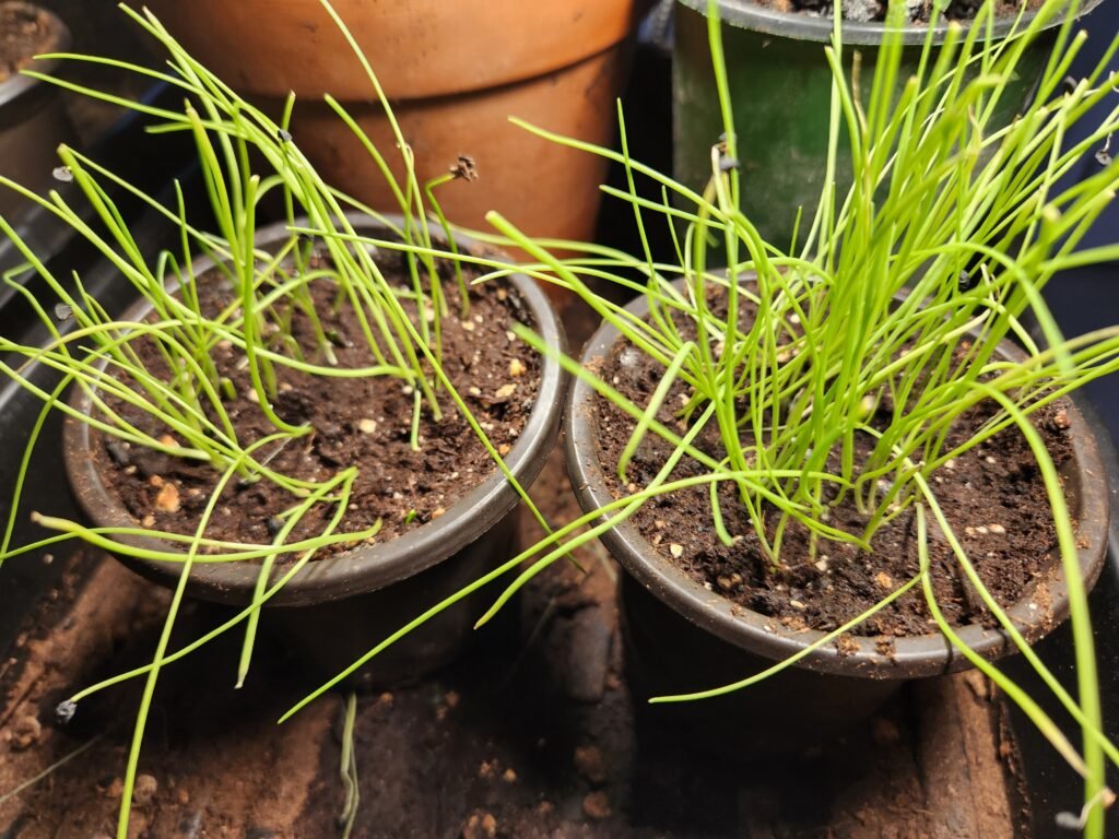 3 Week Old Onions
