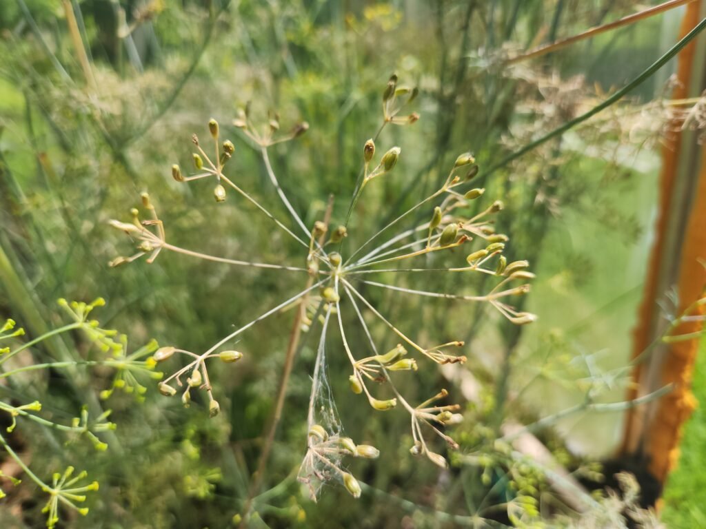 Dill flowers starting to dry out