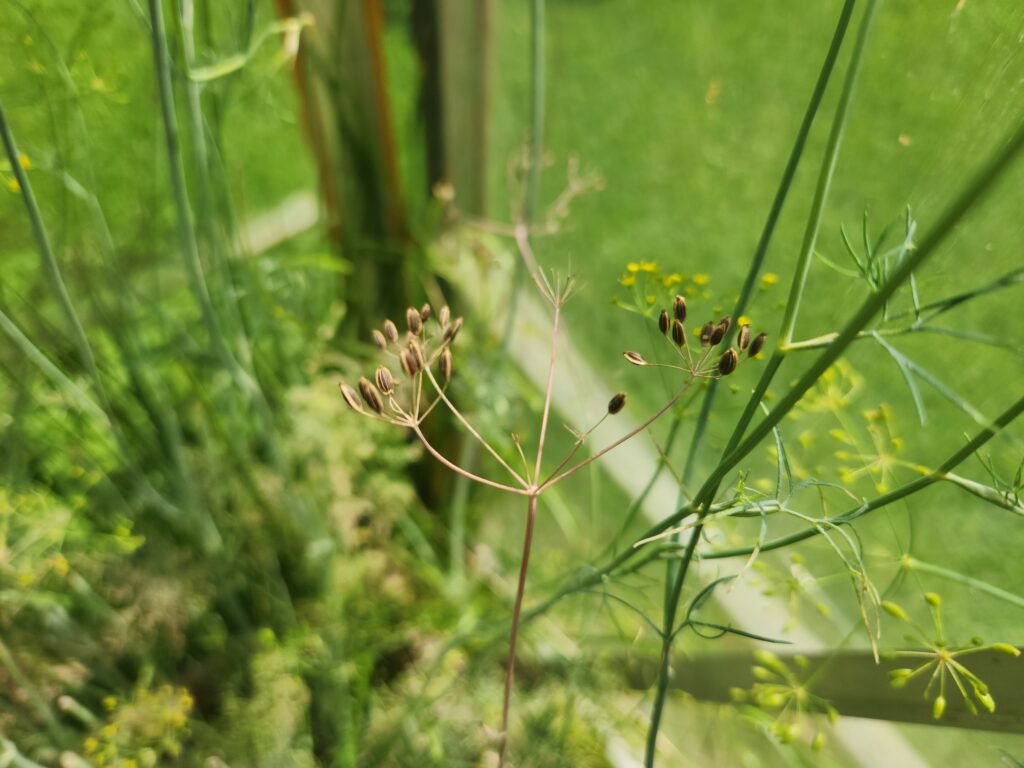 Dill seeds from dried flowers