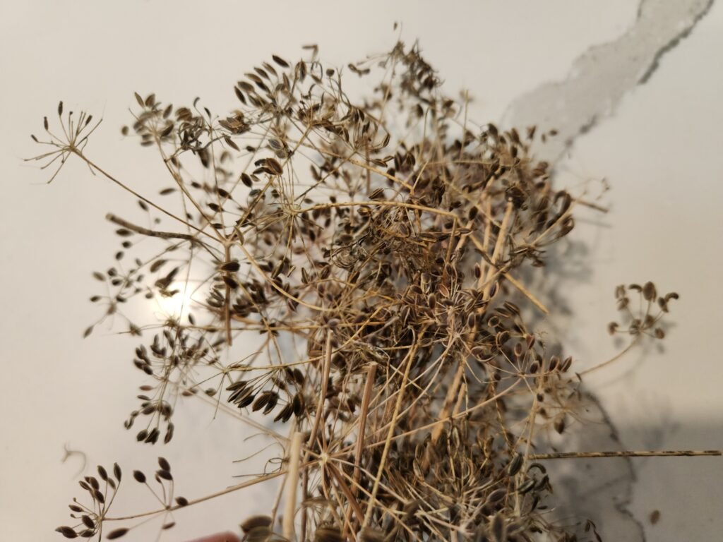 Dried Dill Seeds On Stem