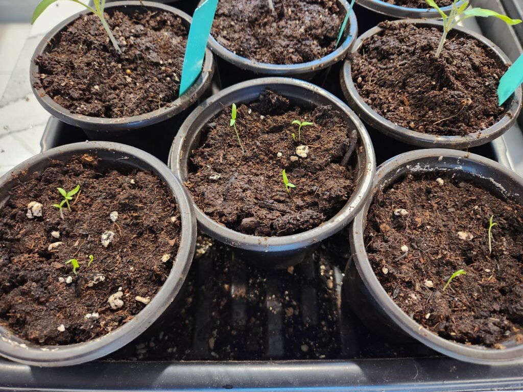 Goji Berry Seedlings