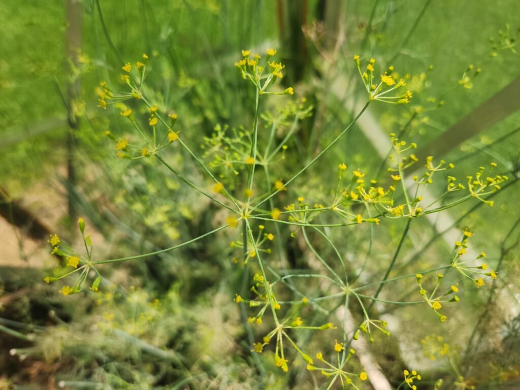 New Dill Flowers