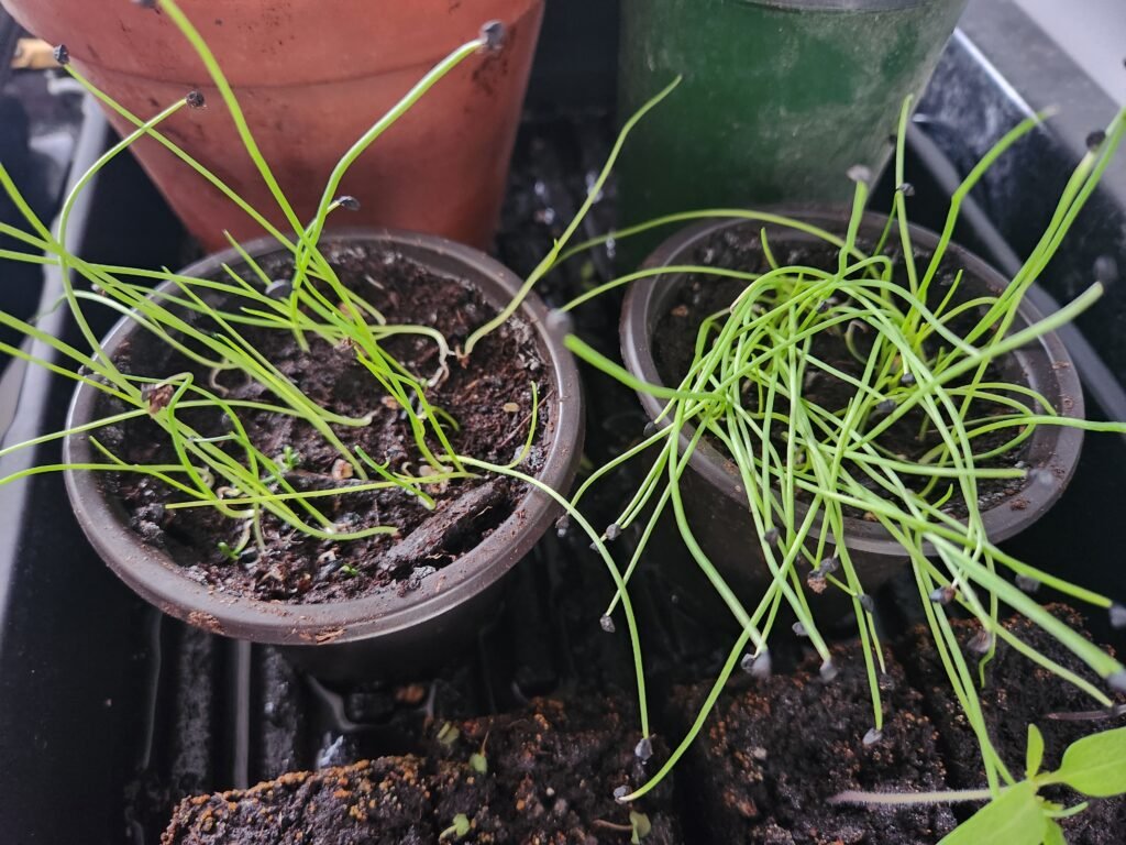Onion Seedlings