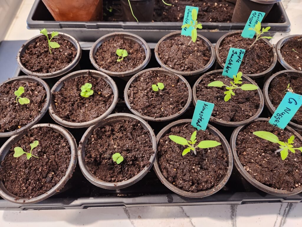 Potting Up Seedlings Done
