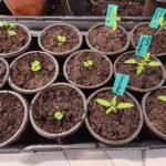 Potting Up Seedlings Done