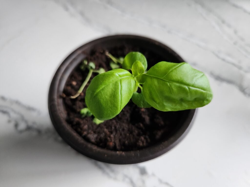 Six week old basil plant