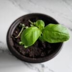 Six week old basil plant
