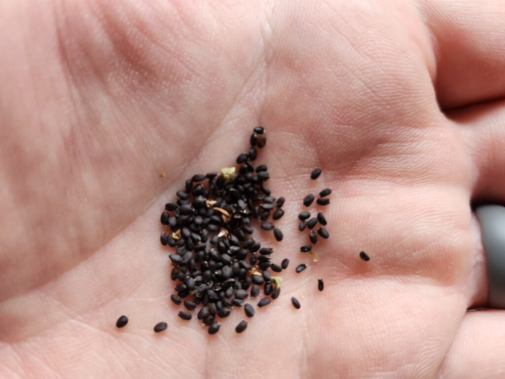 Showing basil seeds in palm of hand
