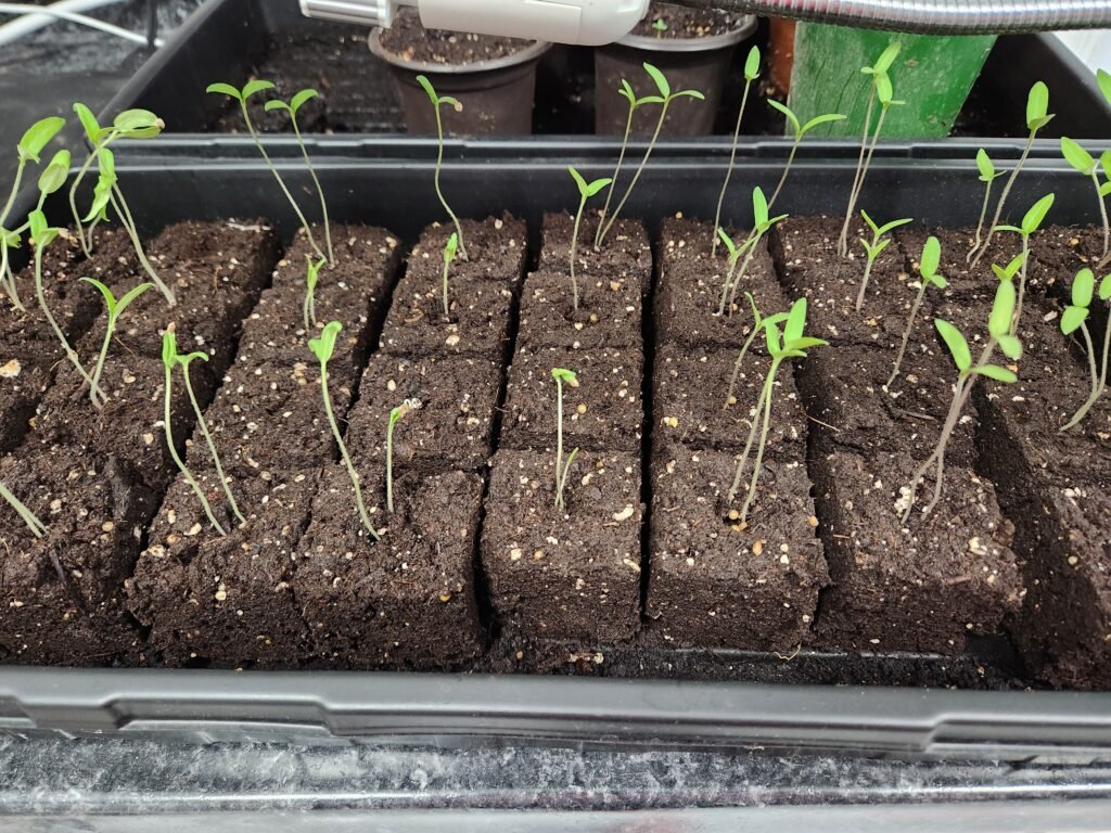 Leggy Tomato Seedlings