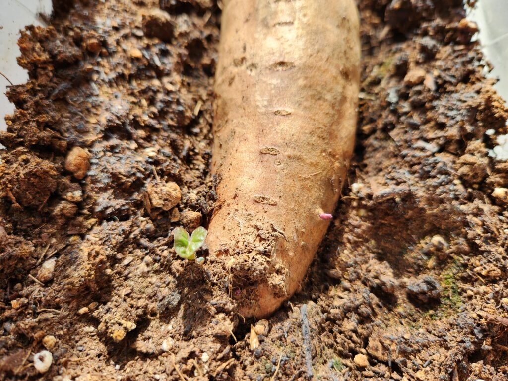 Sweet potatoes with slips sprouting