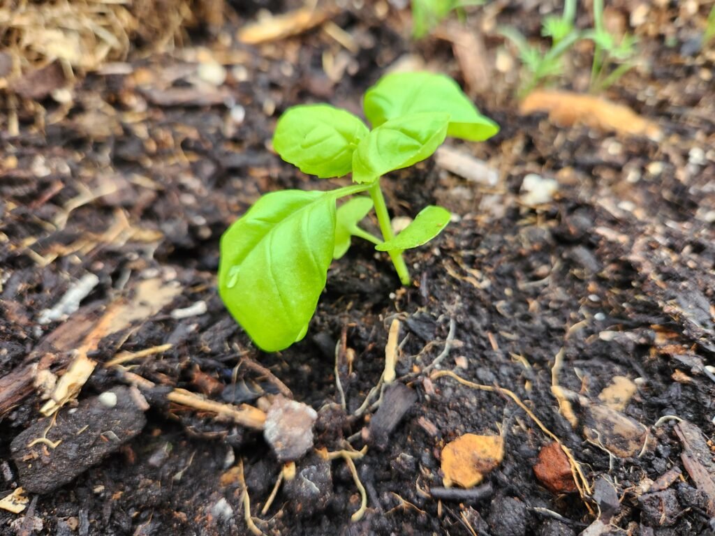 Newly Transplanted Basil Plant