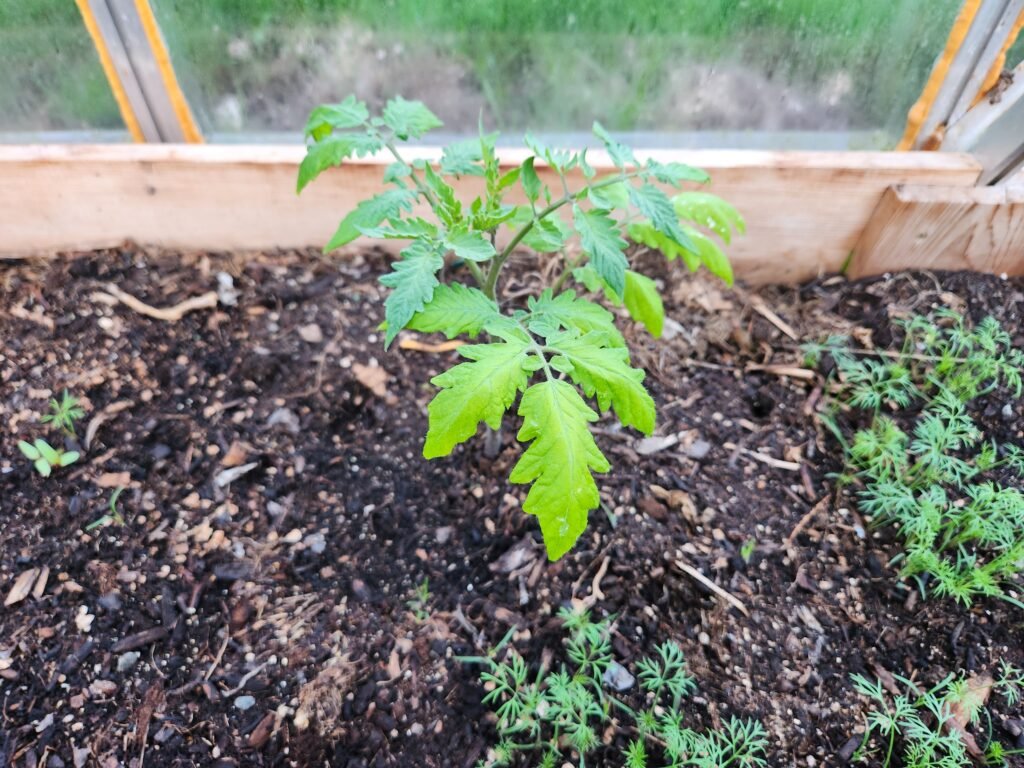 Young Tomato Plant