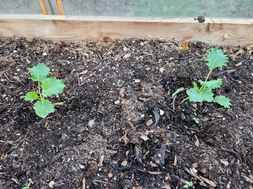 Young kale seedlings